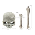 Способные керамические черепа с керамическими черепами СМИ